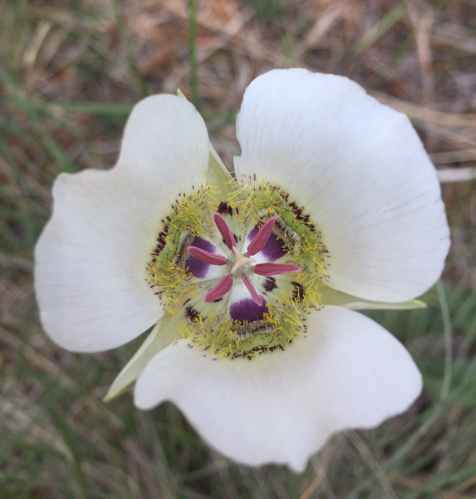 Calochortus ambiguus