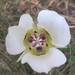 Arizona Mariposa Lily - Photo (c) Marissa, some rights reserved (CC BY-NC), uploaded by Marissa
