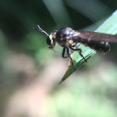 Cerotainia macrocera