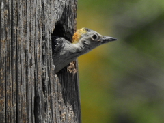 Melanerpes aurifrons