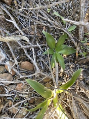 Chlorophytum crispum