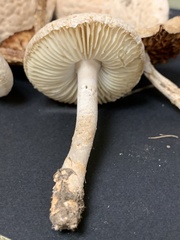 Saproamanita prairiicola