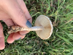Saproamanita prairiicola