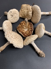 Saproamanita prairiicola