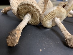 Saproamanita prairiicola