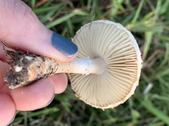 Saproamanita prairiicola