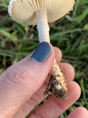 Saproamanita prairiicola