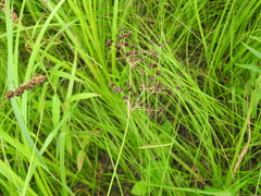 Juncus atratus