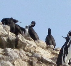 Leucocarbo bougainvillii