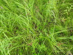 Juncus atratus