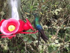 Pterophanes cyanopterus