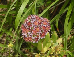 Hylotelephium anacampseros