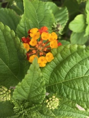 Lantana × strigocamara