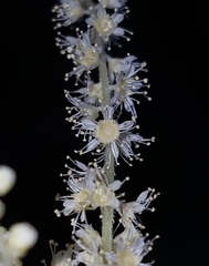 Aruncus dioicus acuminatus