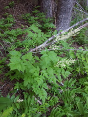 Aruncus dioicus acuminatus