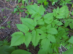 Aruncus dioicus acuminatus