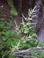 Aruncus dioicus acuminatus