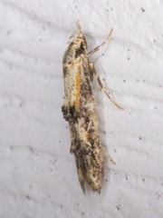 Blastodacna atra