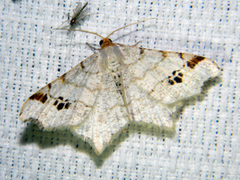 Macaria notata
