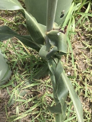 Sorghum bicolor bicolor