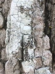 Lecanora cinereofusca