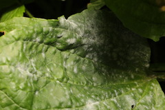 Golovinomyces sordidus