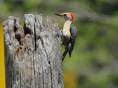 Melanerpes aurifrons