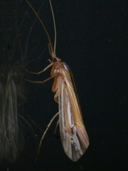 Limnephilus ornatus
