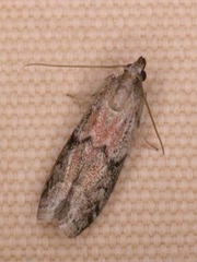 Vitula edmandsii