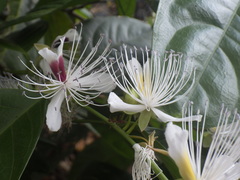 Capparis micracantha