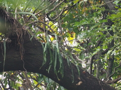 Pyrrosia longifolia