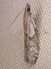 Vitula edmandsii