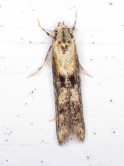 Blastodacna atra
