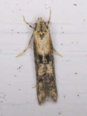 Blastodacna atra