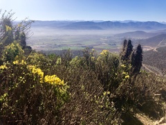 Tropaeolum hookerianum