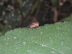 Scholastinae