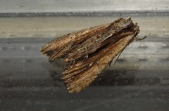 Apamea verbascoides
