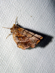 Selenia alciphearia