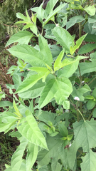 Ambrosia trifida