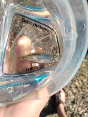 Ptychocheilus oregonensis