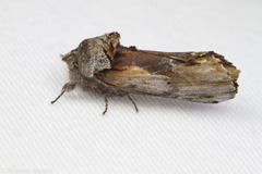 Oedemasia concinna