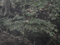 Pterospermum javanicum