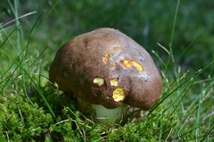 Butyriboletus appendiculatus