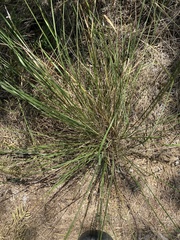 Nassella leucotricha