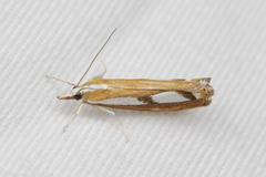 Catoptria latiradiellus
