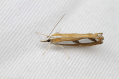 Catoptria latiradiellus