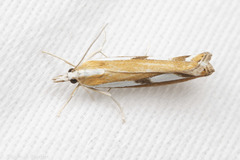 Catoptria latiradiellus