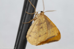 Macaria occiduaria