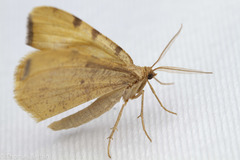 Macaria occiduaria