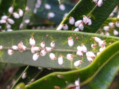 Pseudaulacaspis cockerelli